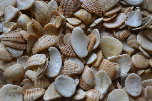 Галька Каспийская с ракушками