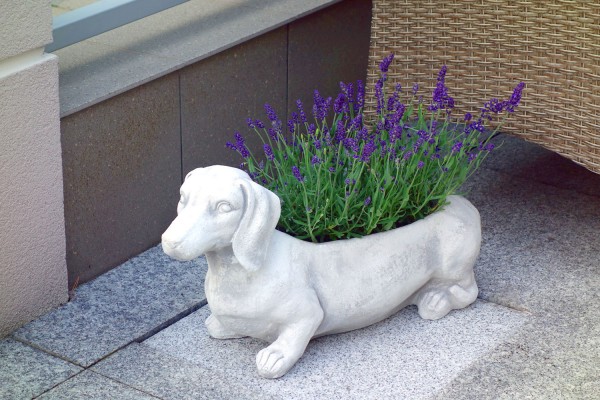 Вазон Такса