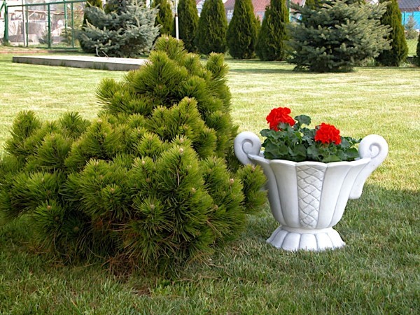 Вазон античный с ушками