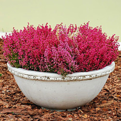 Вазон классический, круглый