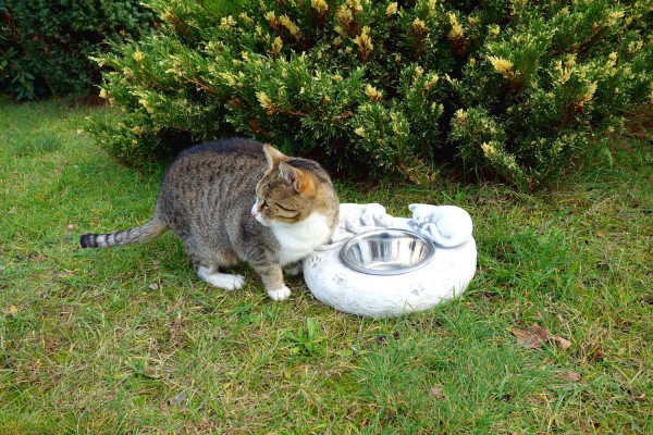 Поилка для собак и кошек