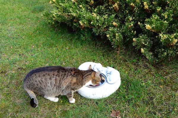 Поилка для собак и кошек