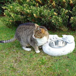 Поилка для собак и кошек